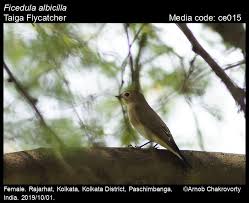 Image result for Ficedula albicilla