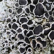 Attēlu rezultāti vaicājumam “Physcia aipolia”