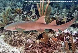 Image result for Ginglymostoma unami