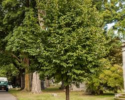Attēlu rezultāti vaicājumam “Corylus colurna”