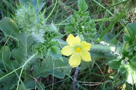 Attēlu rezultāti vaicājumam “Citrullus lanatus leaf”