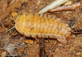 Attēlu rezultāti vaicājumam “Silpha sp.”