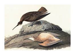 Image result for Numenius borealis