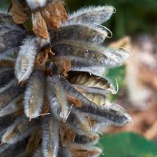 Attēlu rezultāti vaicājumam “Lupinus polyphyllus fruit”