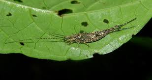 Attēlu rezultāti vaicājumam “Machilidae”