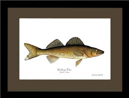 Image result for Sander canadensis/vitreus