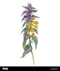 Attēlu rezultāti vaicājumam “Melampyrum nemorosum flower”