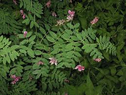 Attēlu rezultāti vaicājumam “Lathyrus niger”