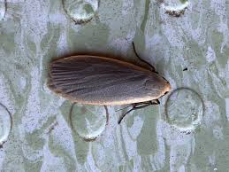 Attēlu rezultāti vaicājumam “Eilema griseola larva”