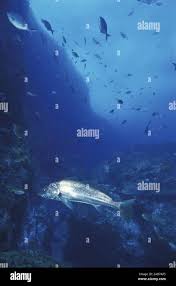 Image result for Argyrosomus japonicus