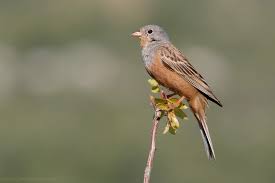 Image result for Emberiza caesia