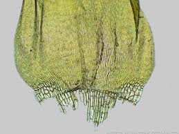 Attēlu rezultāti vaicājumam “Calliergonella lindbergii”