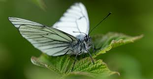 Attēlu rezultāti vaicājumam “Aporia crataegi upperside”
