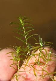 Attēlu rezultāti vaicājumam “Callitriche hermaphroditica”