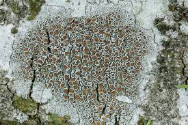 Attēlu rezultāti vaicājumam “Lecanora argentata”