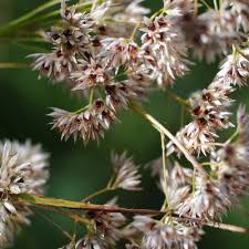 Attēlu rezultāti vaicājumam “Luzula luzuloides leaf”