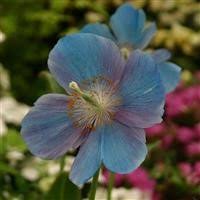 Image result for Meconopsis betonicifolia alba