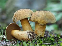 Attēlu rezultāti vaicājumam “Suillus variegatus”