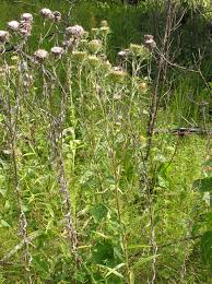 Attēlu rezultāti vaicājumam “Carlina vulgaris”