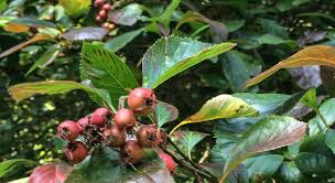 Attēlu rezultāti vaicājumam “Crataegus persimilis fruit”