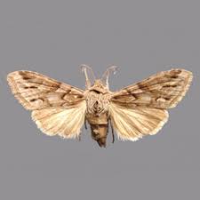 Attēlu rezultāti vaicājumam “Cucullia fraudatrix”