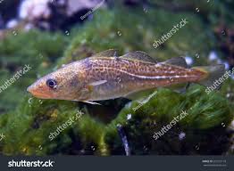 Image result for Gadus morhua