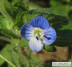 Attēlu rezultāti vaicājumam “Veronica persica leaf”