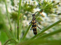 Attēlu rezultāti vaicājumam “Leptura annularis”