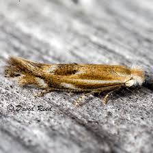 Attēlu rezultāti vaicājumam “Bucculatricidae”