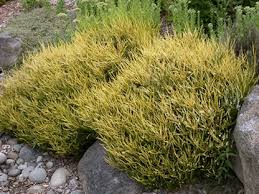 Attēlu rezultāti vaicājumam “Calluna vulgaris leaf”