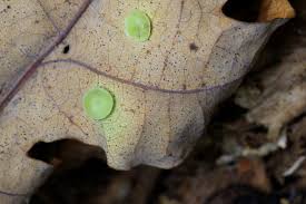 Attēlu rezultāti vaicājumam “Neuroterus albipes”