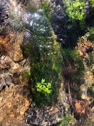 Attēlu rezultāti vaicājumam “Fontinalis antipyretica subsp. gracilis”