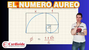 Image result for numero aureo