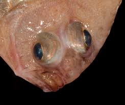 Image result for Glyptocephalus cynoglossus
