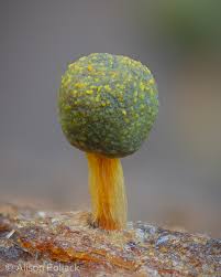 Attēlu rezultāti vaicājumam “Physarum murinum stalked”