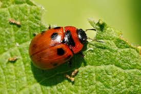 Attēlu rezultāti vaicājumam “Gonioctena viminalis”