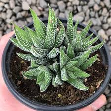 Image result for Haworthia