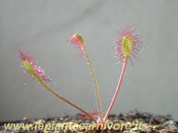 Attēlu rezultāti vaicājumam “Drosera x obovata”