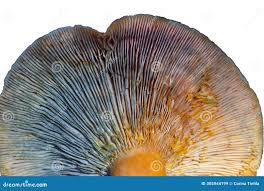 Attēlu rezultāti vaicājumam “Lactarius deterrimus”