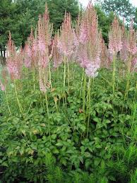 Attēlu rezultāti vaicājumam “Astilbe chinensis”