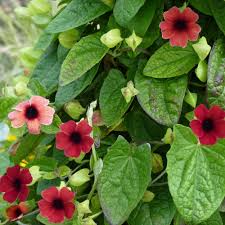 Image result for schwarzäugige Susanne