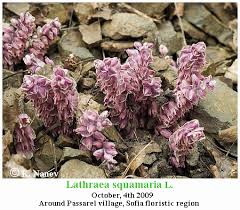 Attēlu rezultāti vaicājumam “Lathraea squamaria flower”