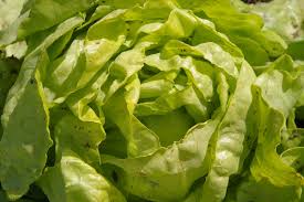 Image result for Kopfsalat
