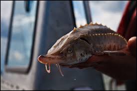 Image result for Acipenser fulvescens