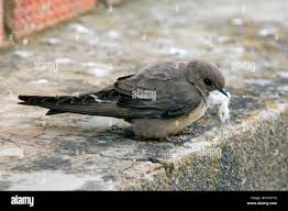 Image result for Ptyonoprogne rupestris