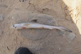 Image result for Alopias vulpinus