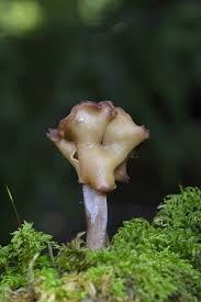 Attēlu rezultāti vaicājumam “Gyromitra infula”