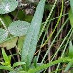Attēlu rezultāti vaicājumam “Polygala comosa leaf”