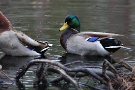 Attēlu rezultāti vaicājumam “Anas platyrhynchos”