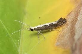 Attēlu rezultāti vaicājumam “Plutella xylostella”